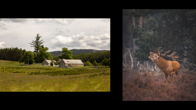 2 Estate Photos 1 black