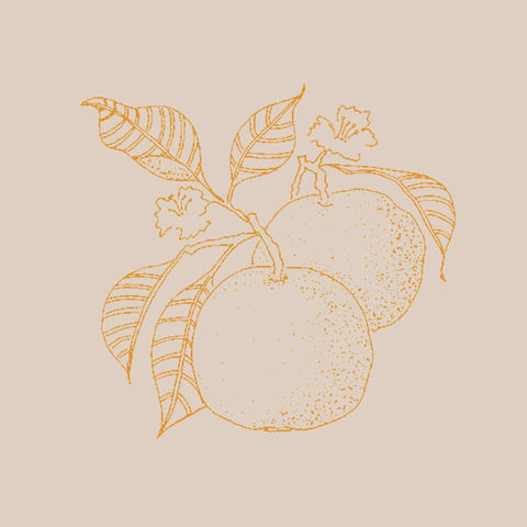 Illustrated oranges