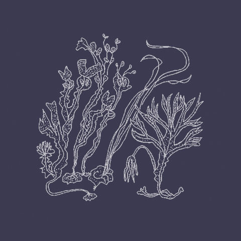 6 Sun Ssukgat seaweed illustration blue background copy